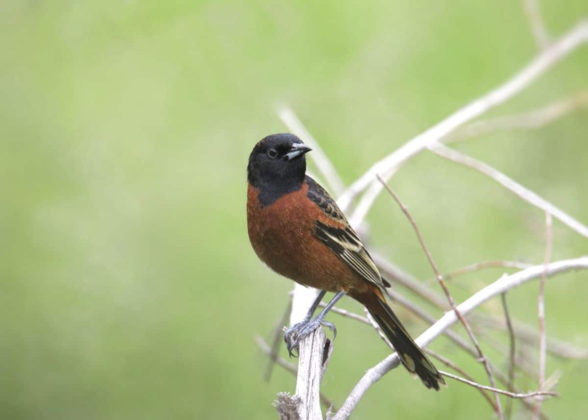 A cute Orchard Oriole perched on a branch.