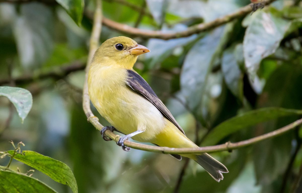 A beautiful Scarlet Tanager perched on a thin branch.