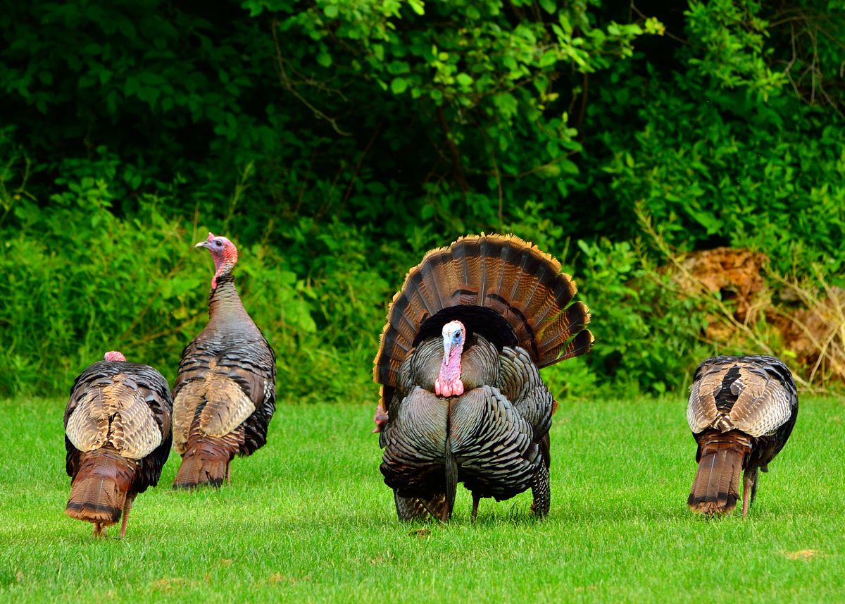 A bunch of Wild Turkeys standing on a green pasture.