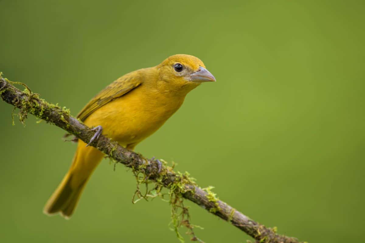 A beautiful Summer Tanager perched on a branch.