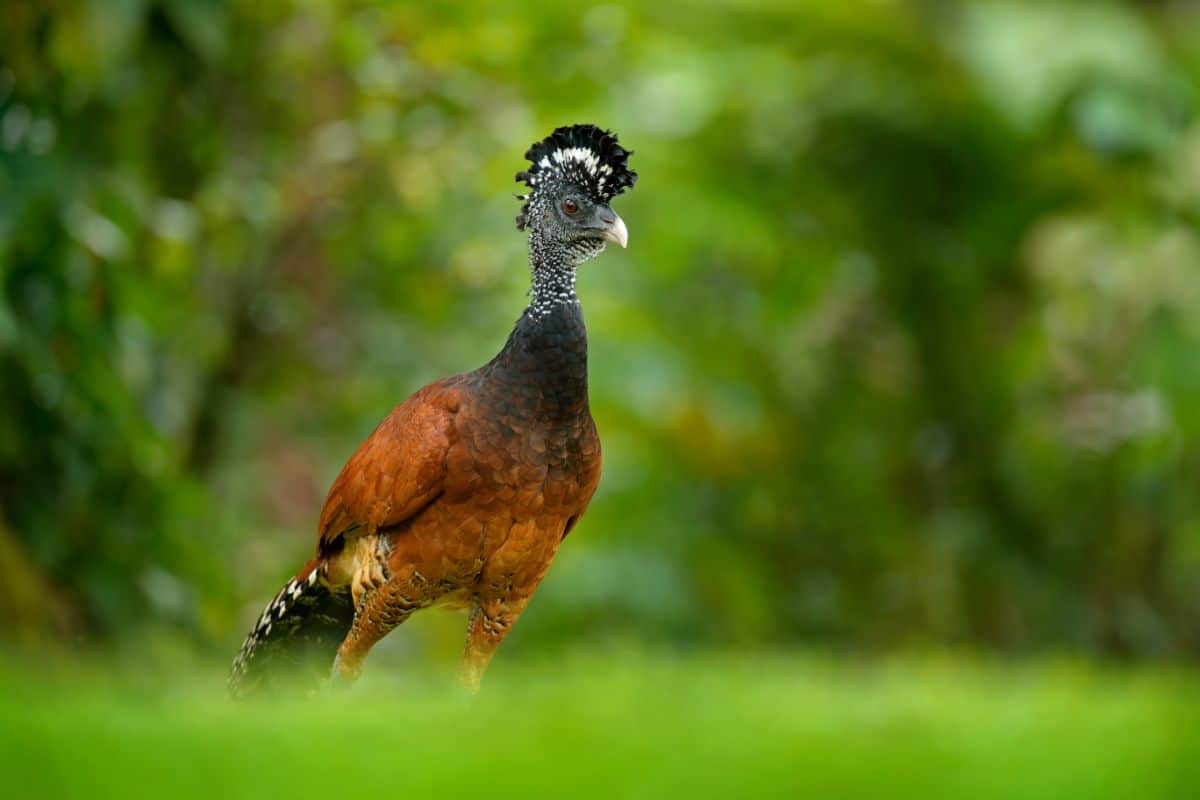 A beautiful Curassow standing on a green meadow.