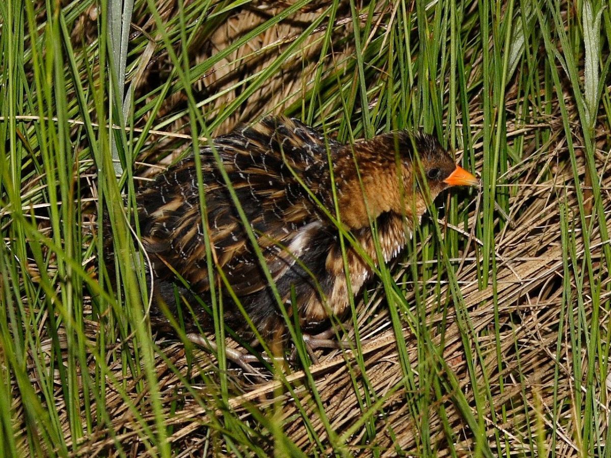 A cute Yellow Rail standing in tall grass.