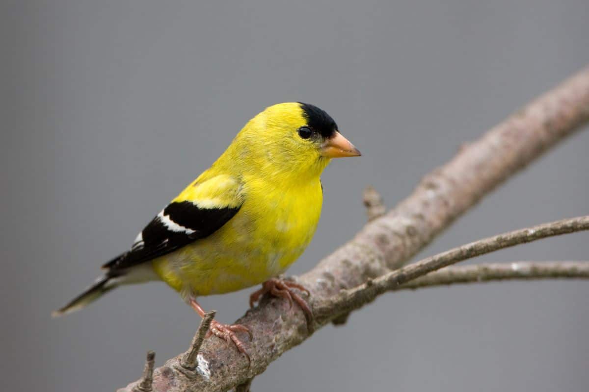 A beautiful American Goldfinch perched on a branch.