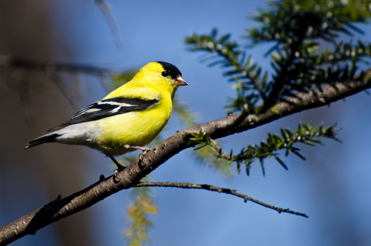 A beautiful American Goldfinch perched on a tree branch.