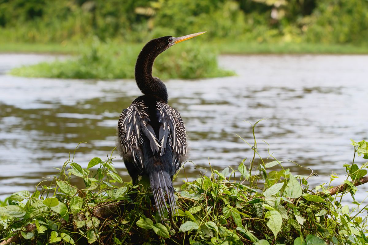 A majestic Anhinga standing near a river.