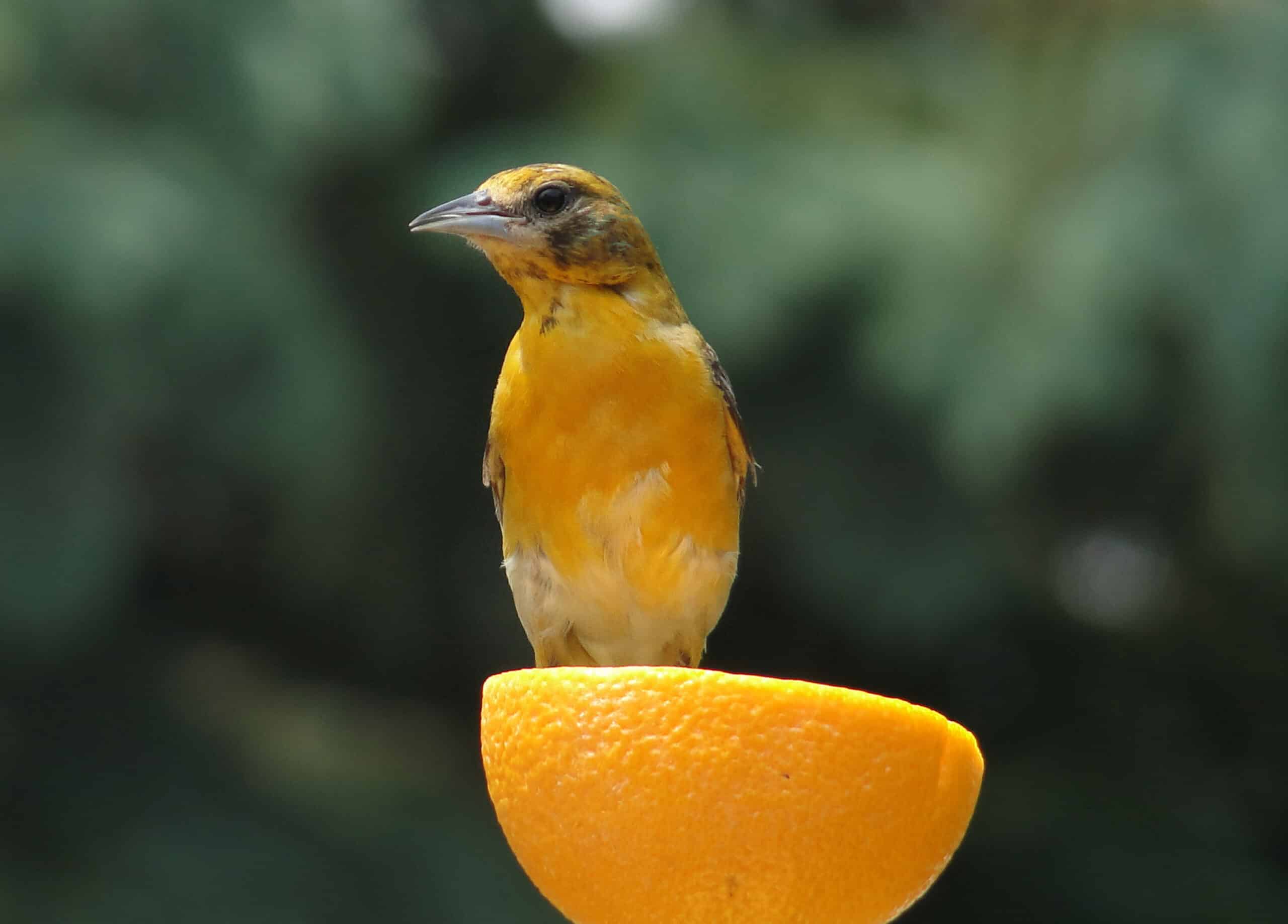 A cute Baltimore Oriole standing on an orange.