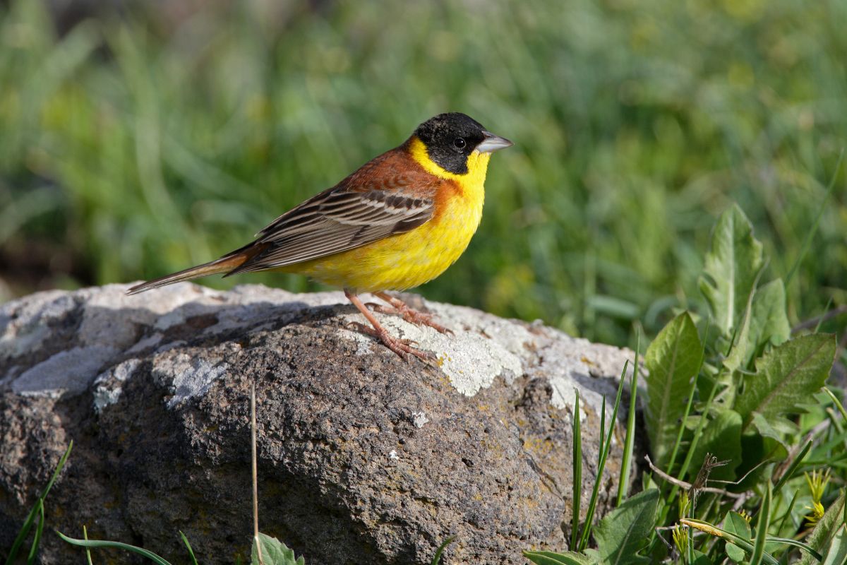 Cute Black-Headed Bunting stadning on rock on a sunny day.