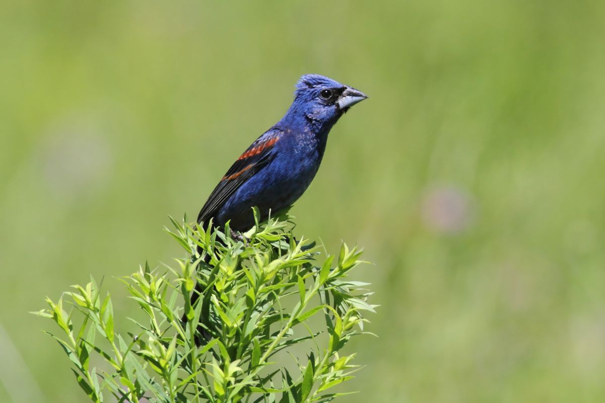 A beautiful Blue Grosbeak perched on a plant crown.