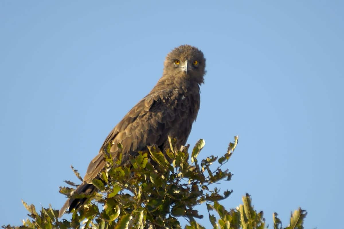 A beautiful Brown Snake Eagle perched on a tree crown.