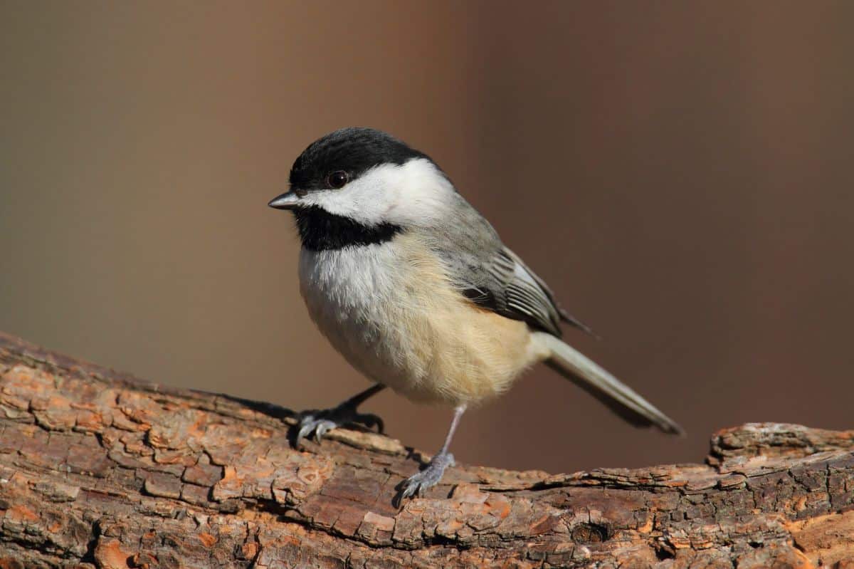 A cute Carolina Chickadee perched on a wooden log.