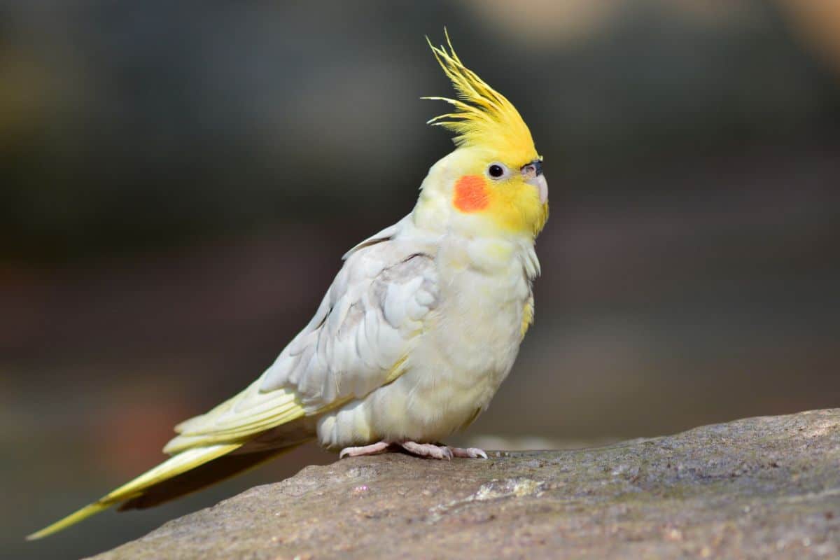 A cute Cockatiel on a rock.
