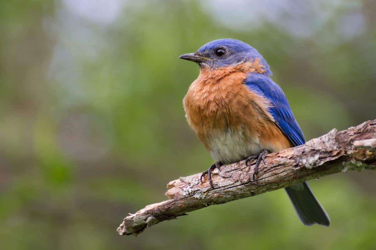 Beautiful eastern bluebird sitting on a broken tree branch.