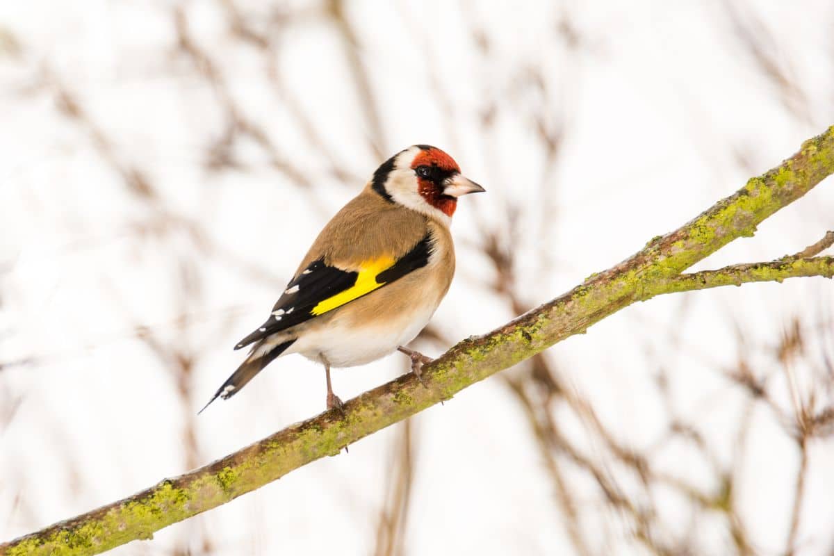 A beautiful European Goldfinch standing on a tree branch.