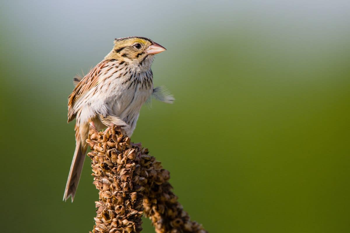 A cute Henslow’s Sparrow perched on a dried flower head.