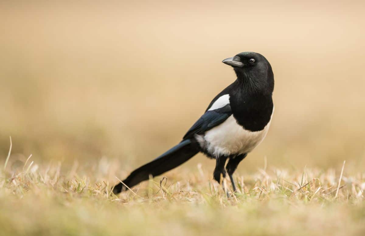 A beautiful Magpie standing on a field.
