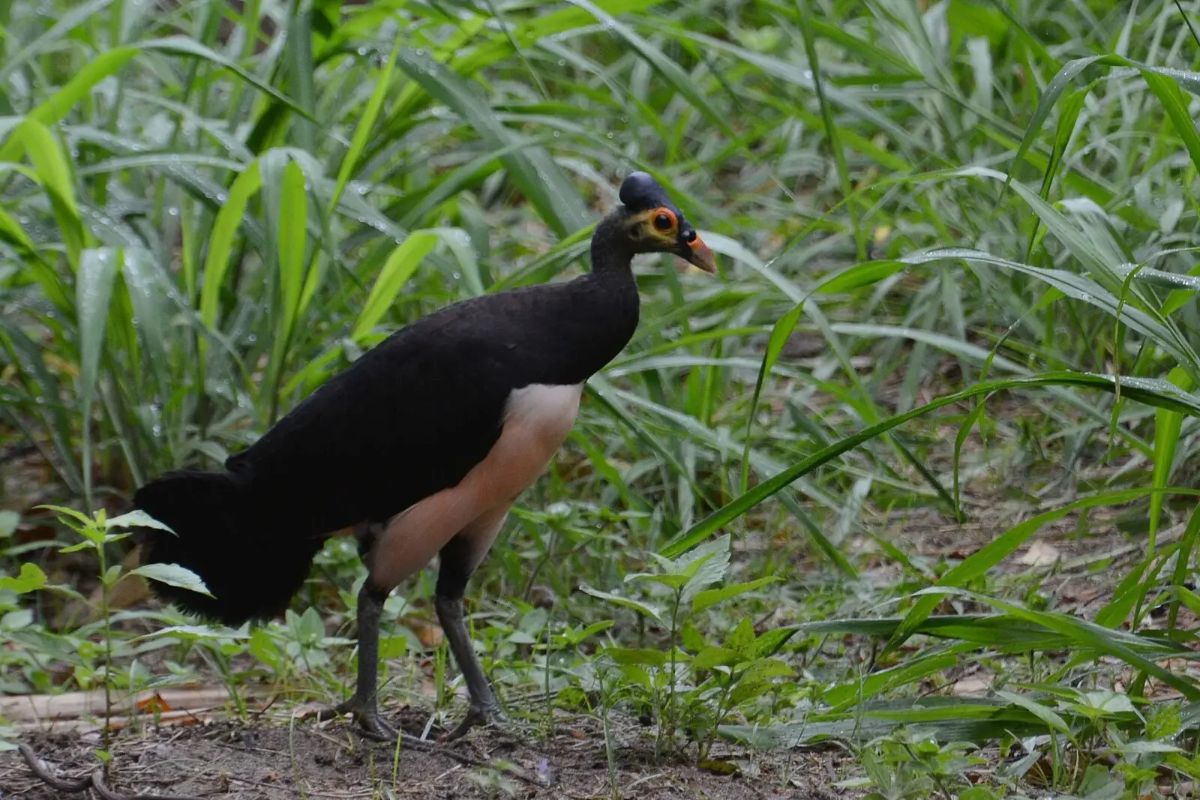 A cool-looking Maleo standing on the ground.