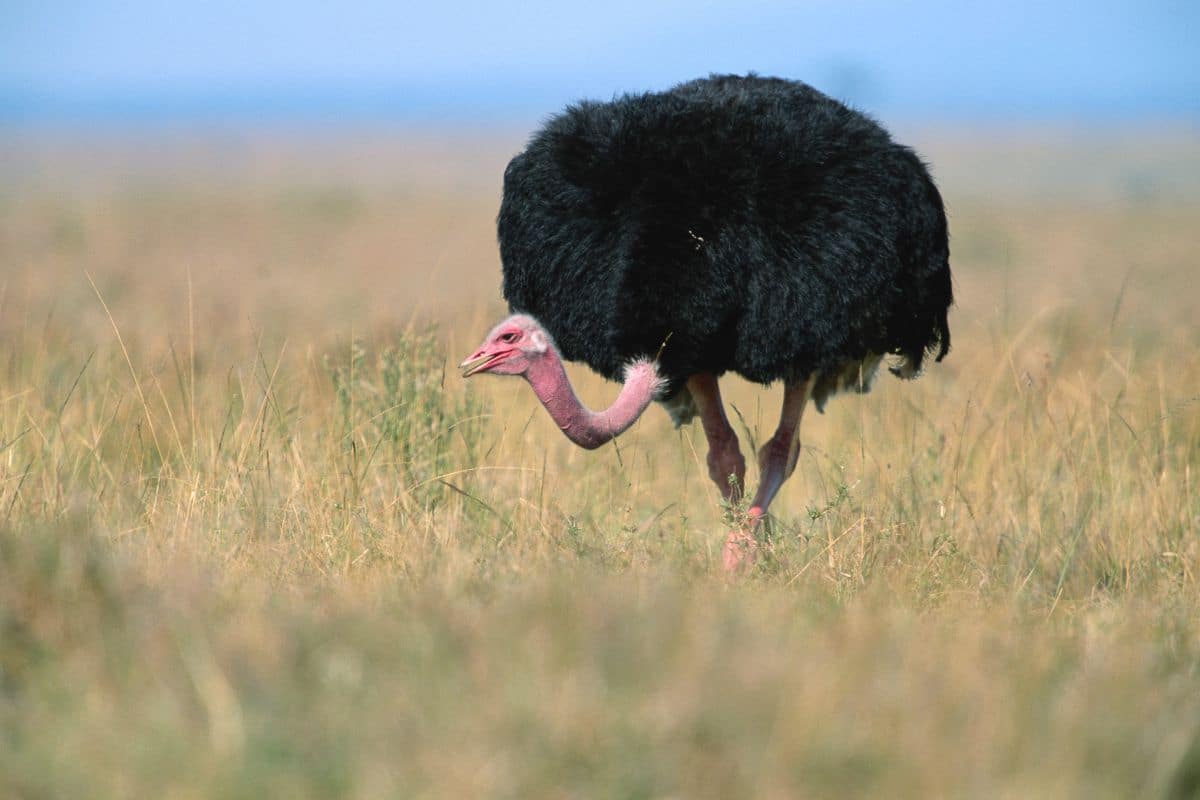 A big Masai Ostrich walking in savannah.