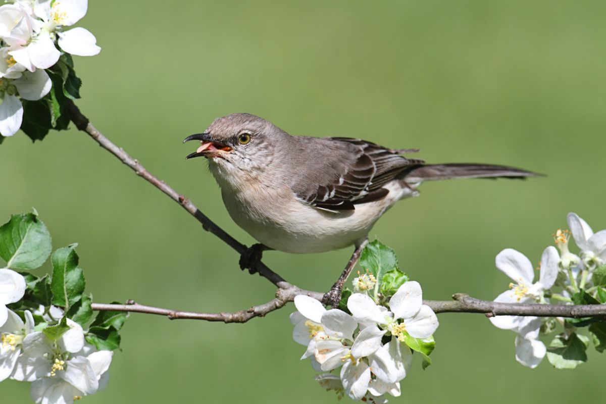 An adorable Mockingbird perched on a thin flowering branch.