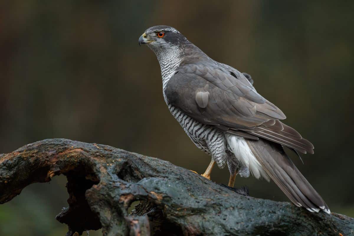 A beautiful Northern Goshawk perched on an old wooden log.