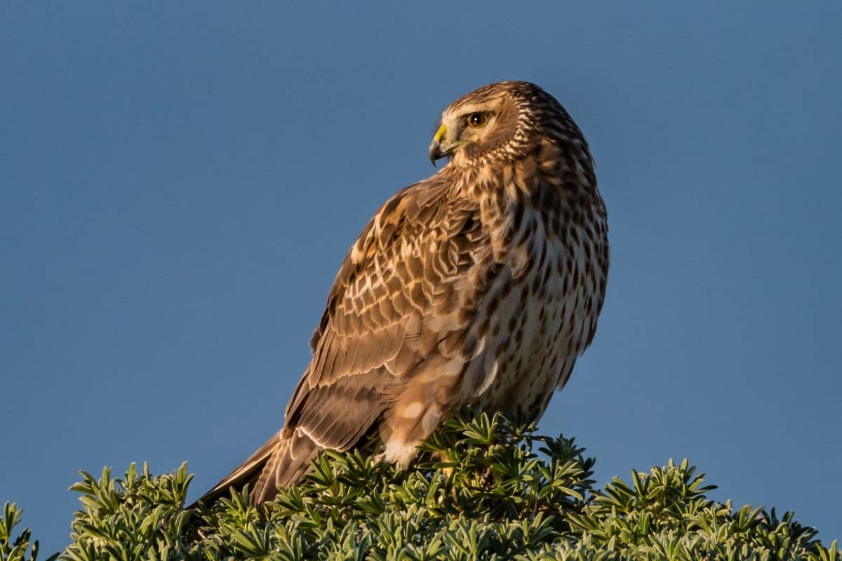 Northern Harrier sitting on a tree crown on a sunny day.