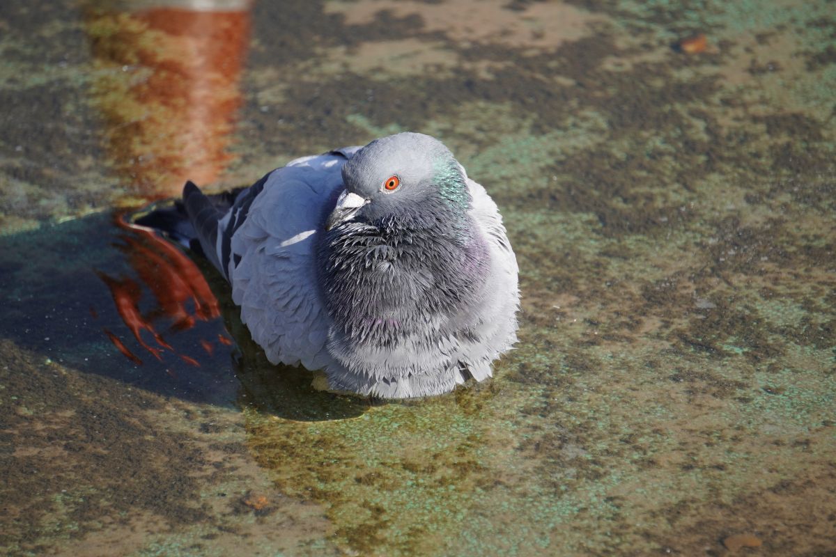 A beautiful Rock Dove perched on the ground.