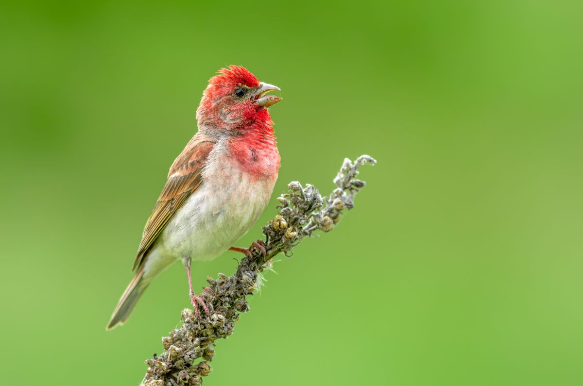 An adorable Rose Finch perched on a plant.
