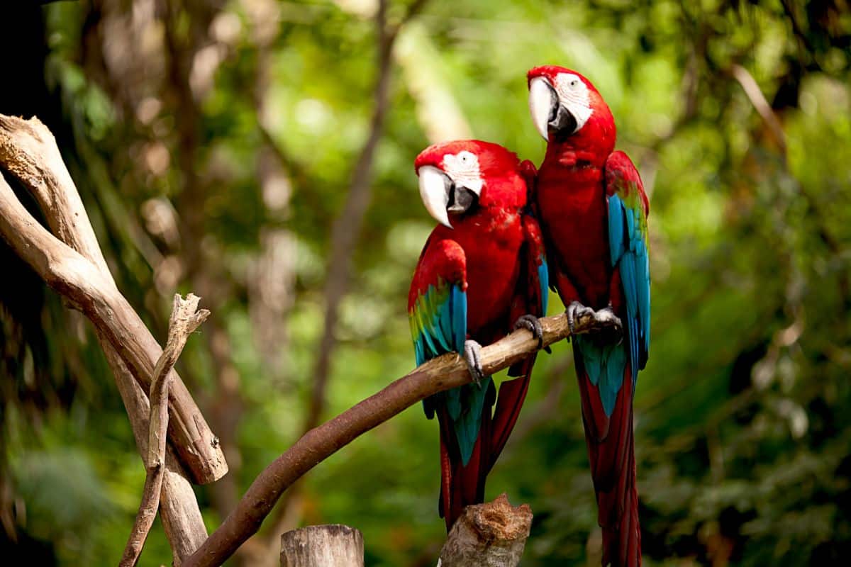 Two beautiful Scarlet Macaws perching on a branch.