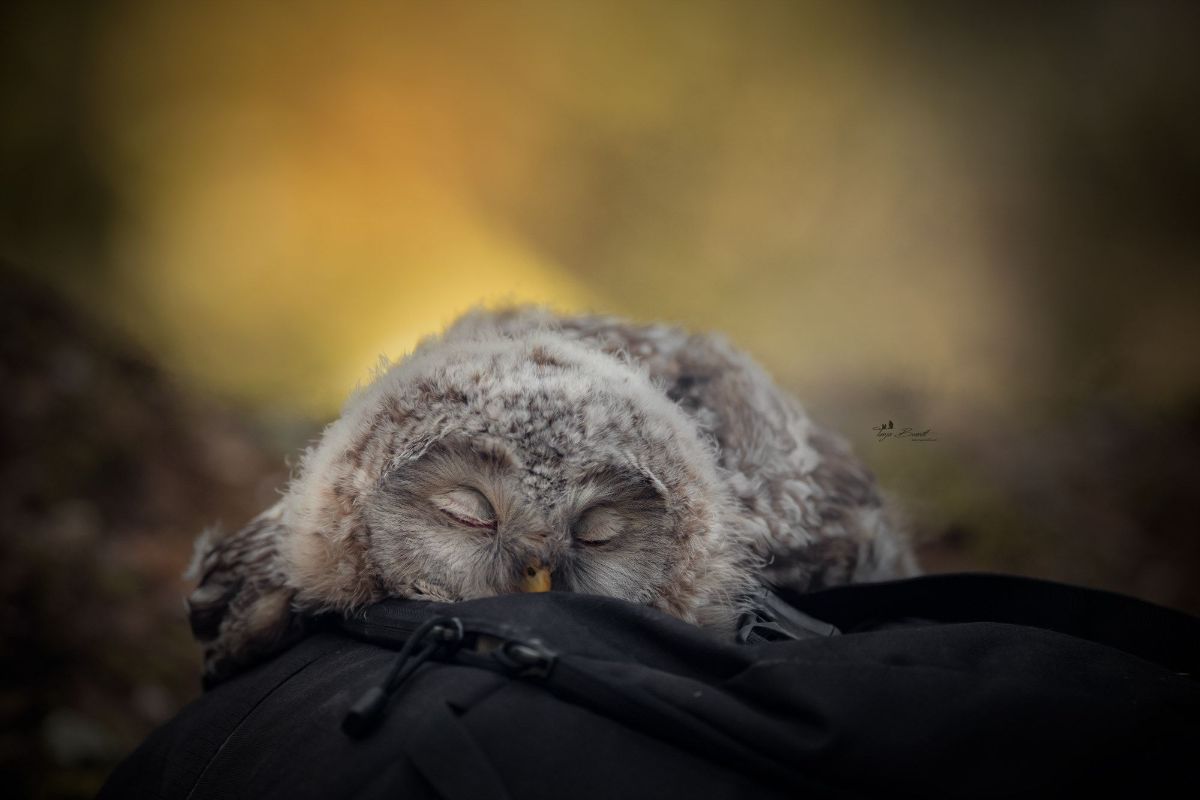 A cute young owl sleeping on a black backpack.
