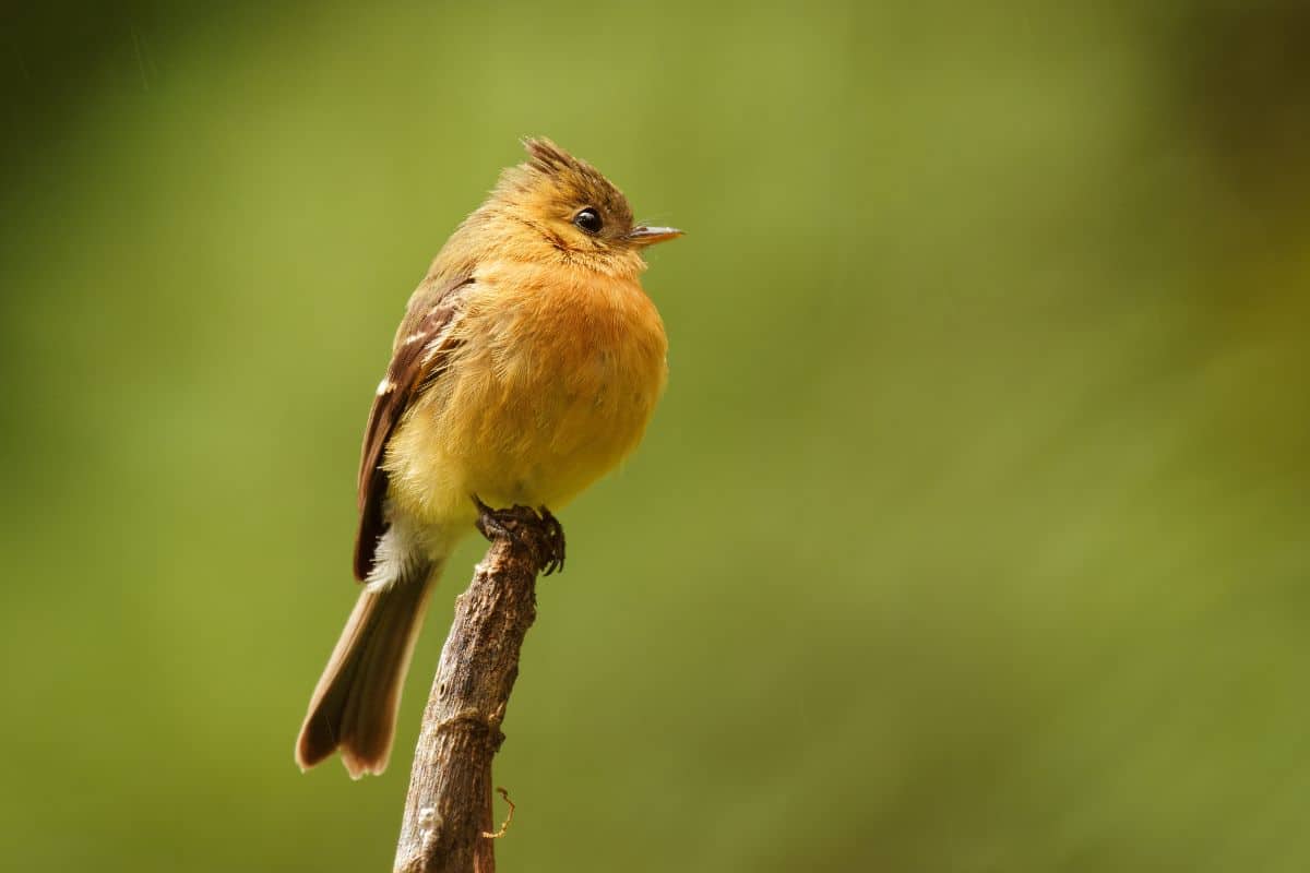 A cute Tufted Flycatcher perching on a wooden pole.