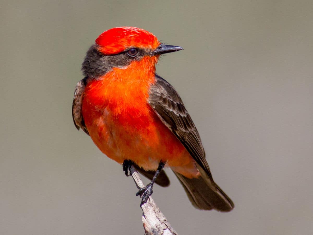 A beautiful Vermillion Flycatcher perched on an old broken branch.