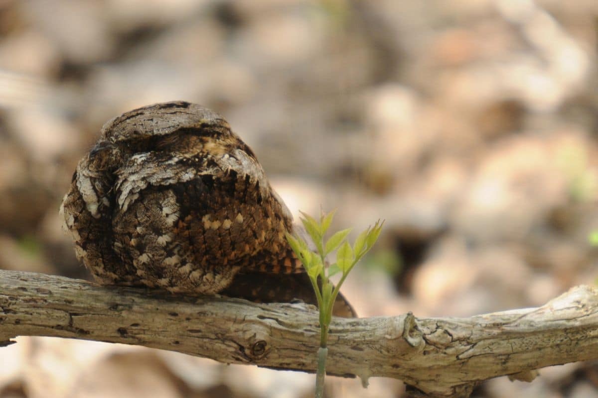 A cute Whip-Poor-Will perched on a branch.