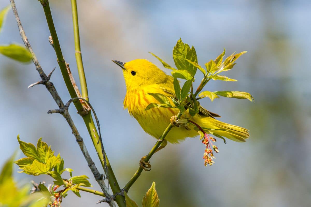 A cute yellow warbler standing on a bush stem.