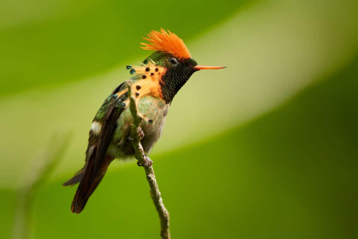 A cute Coquette perched on a thin branch.