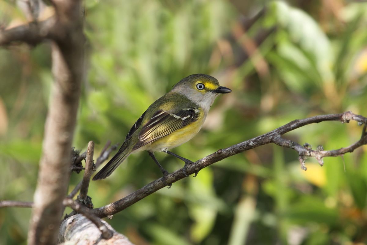 A cute White-eyed Vireo perched on a branch.