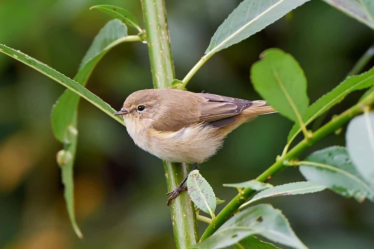 A cute Chiffchaff perched on a branch.