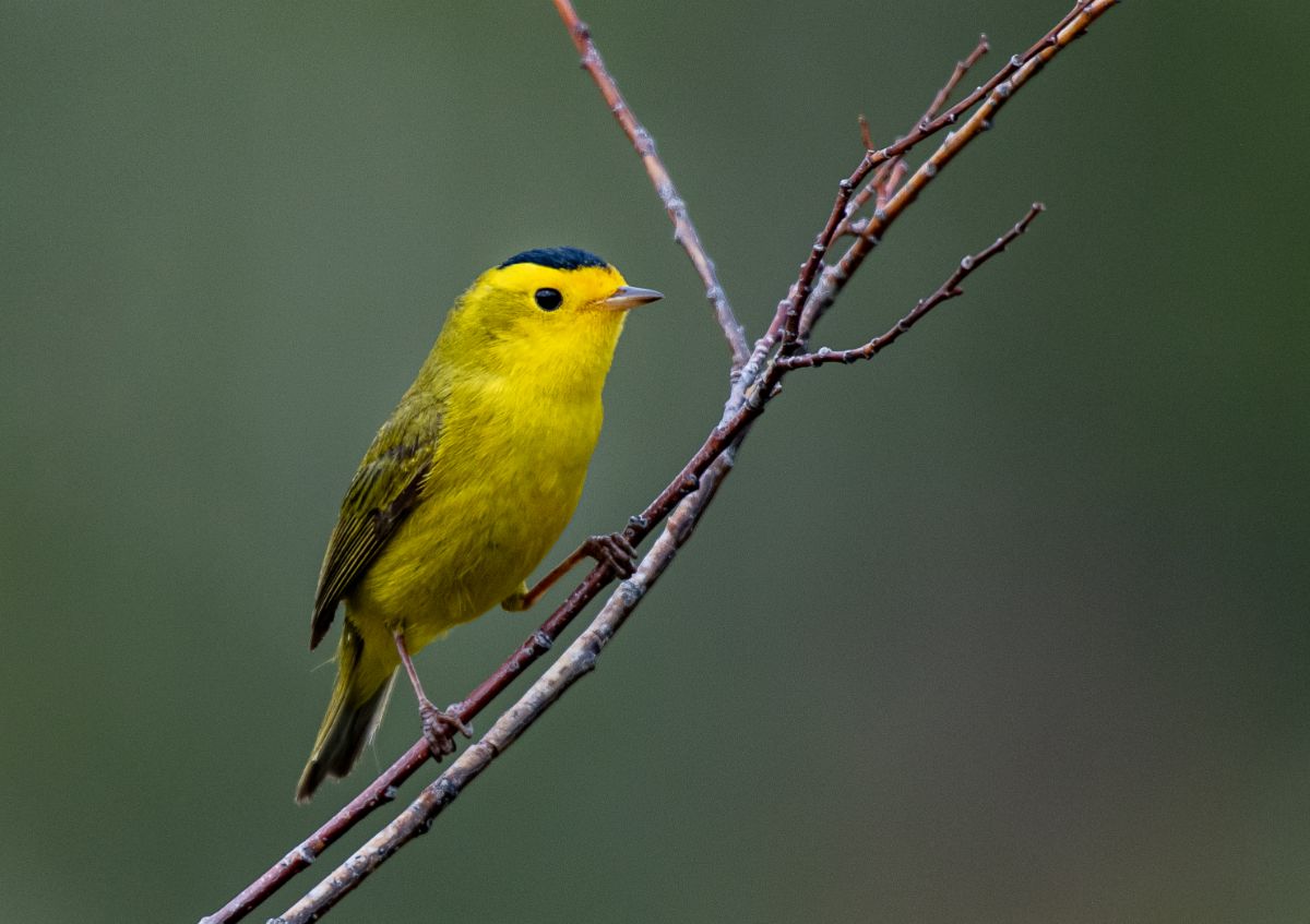 A cute Wilson's Warbler perched on a thin branch.