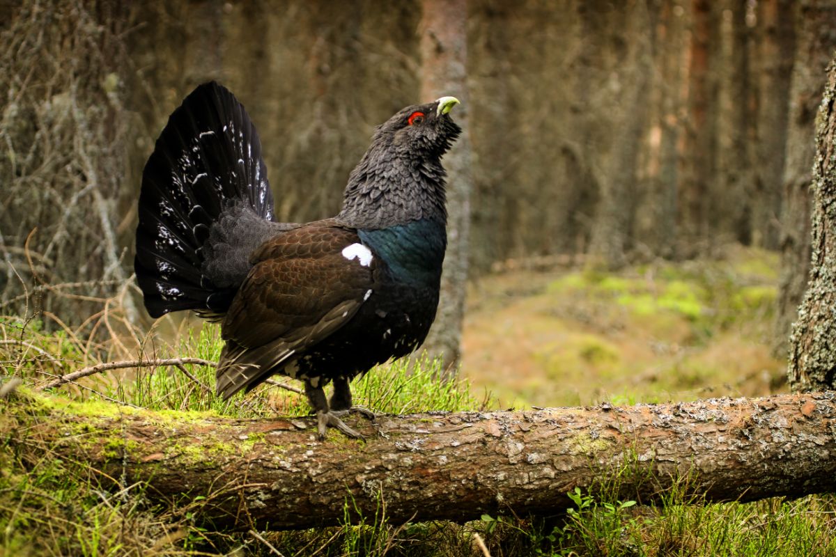 A majestic-looking Capercaillie standing on an old tree log.