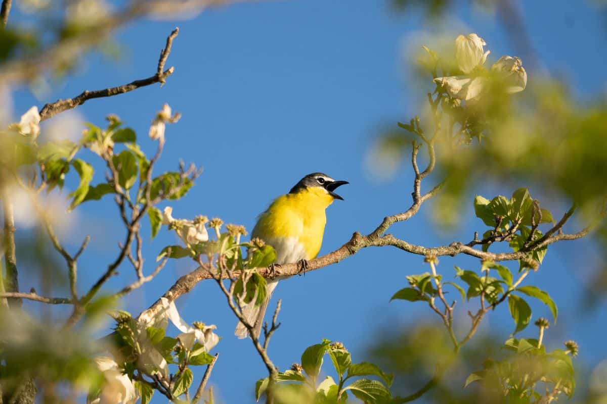 A beautiful Yellow-breasted Chat perched on a tree branch on a sunny day.