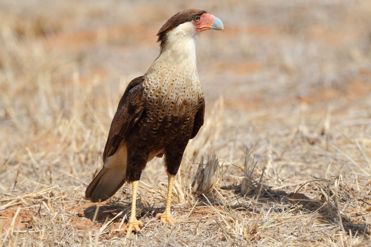 A beautiful Caracara standing on a field.