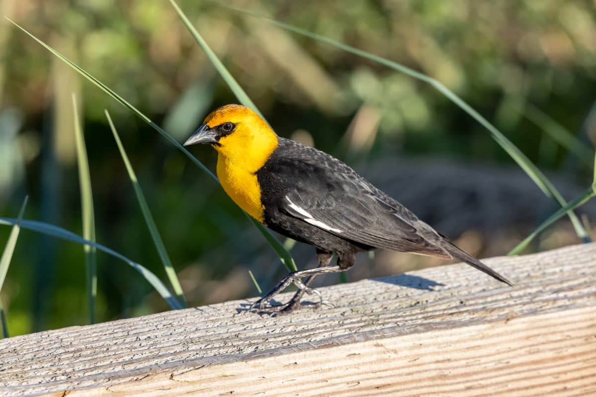 A beautiful Yellow-headed Blackbird perched on a wooden board.