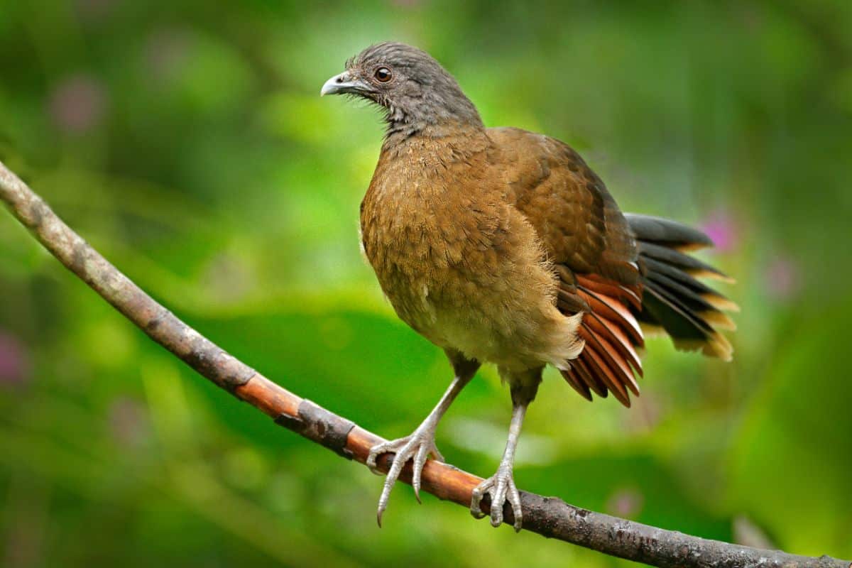 A cute Chachalaca perched on a branch.