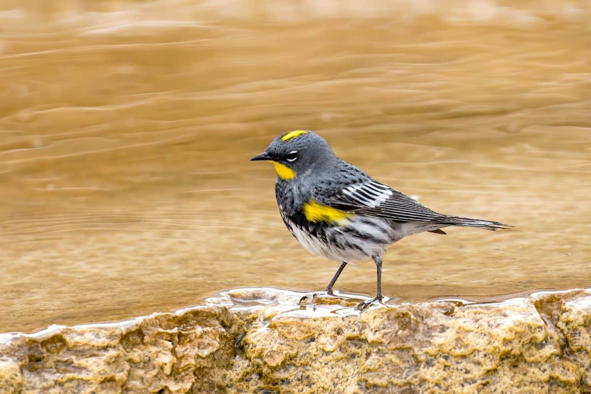 A cute Yellow-rumped Warbler perched on a rock near the water.