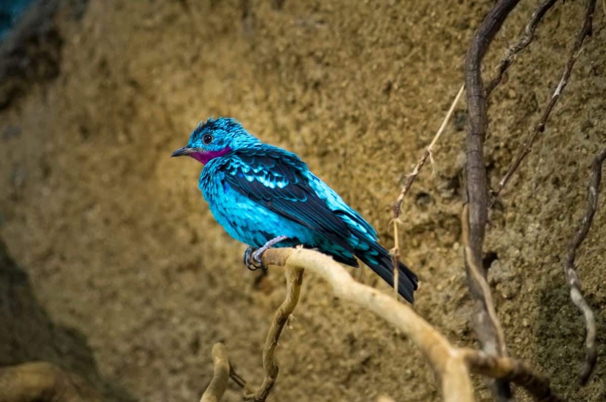 A beautiful Cotinga perched on a branch.