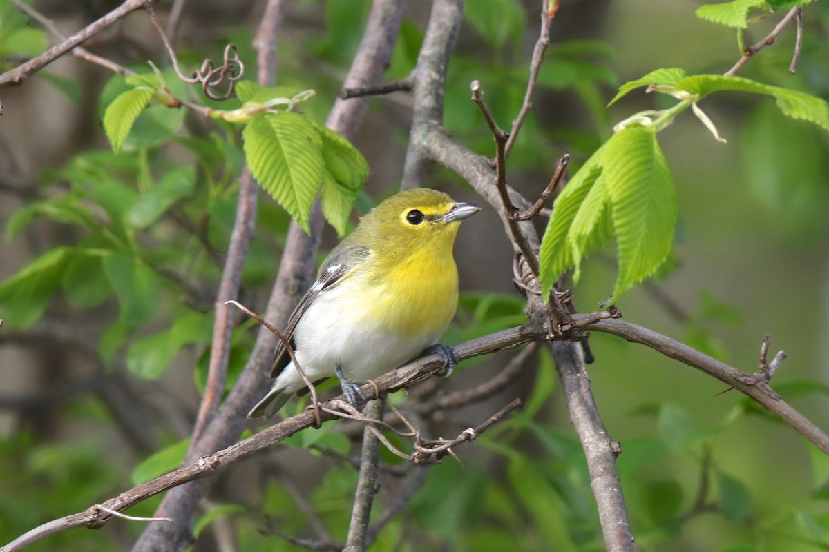 A cute Yellow-throated Vireo perched on a branch.