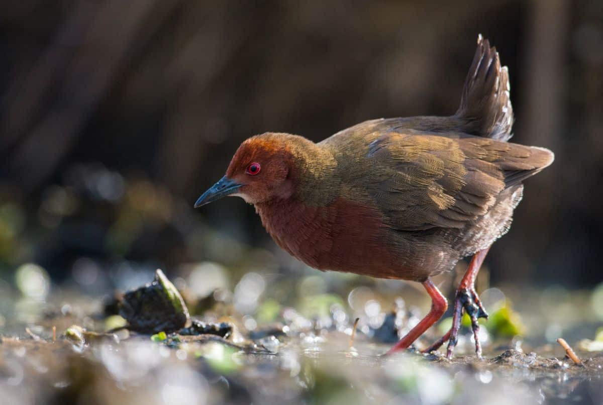 A cute Crake walking on the ground.