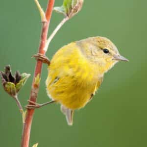 A cute Orange Crowned Warbler perched on a thin branch.