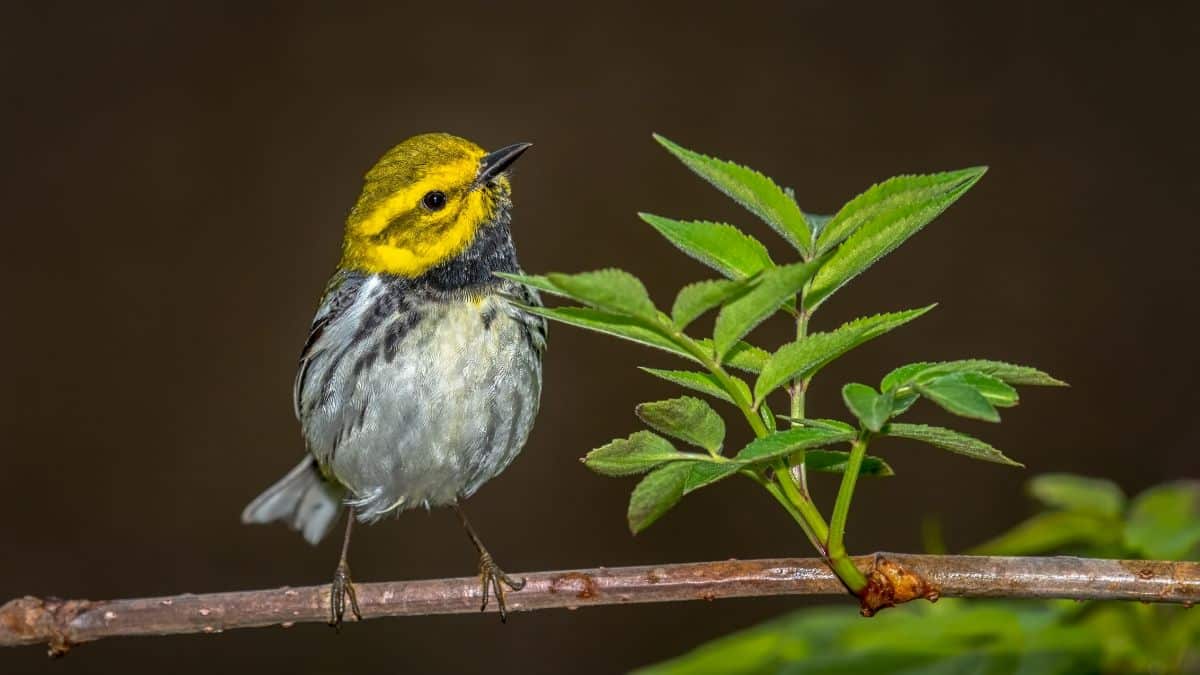 A cute Yellow-throated Warbler perched on a branch.