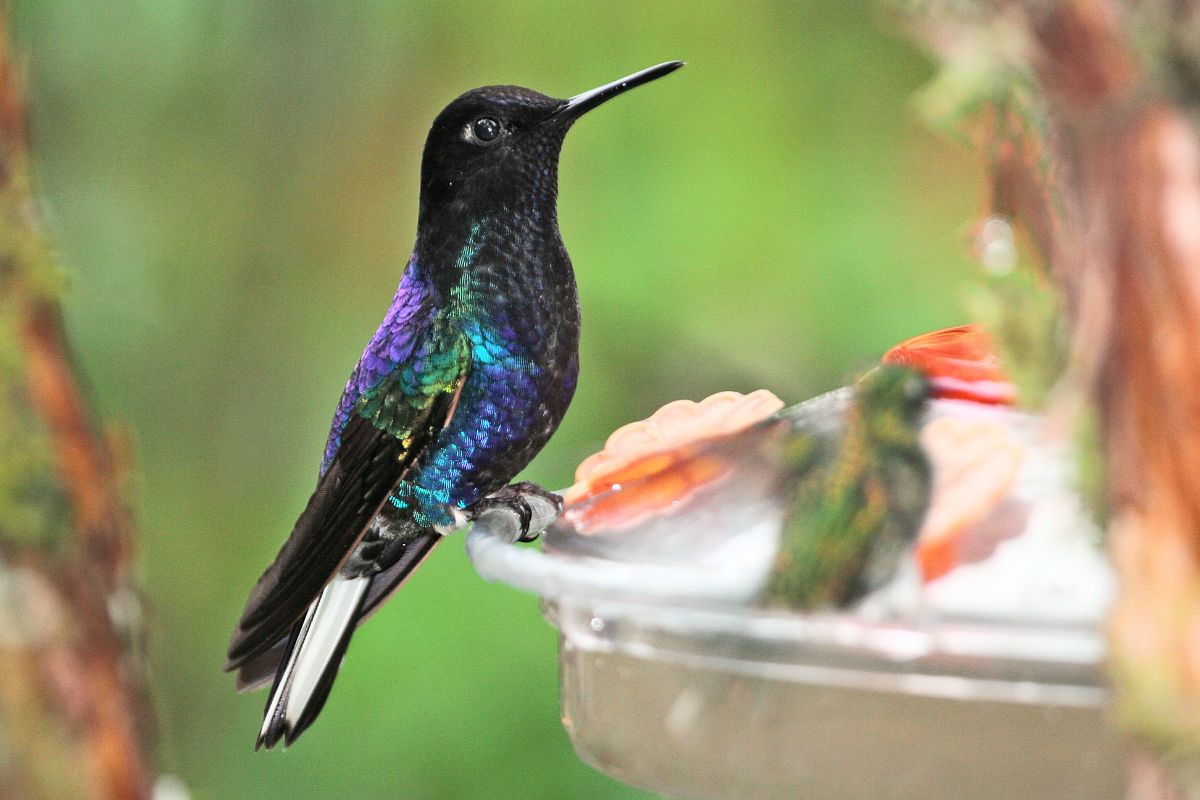 A beautiful Coronet hummingbird perching on a bird feeder.