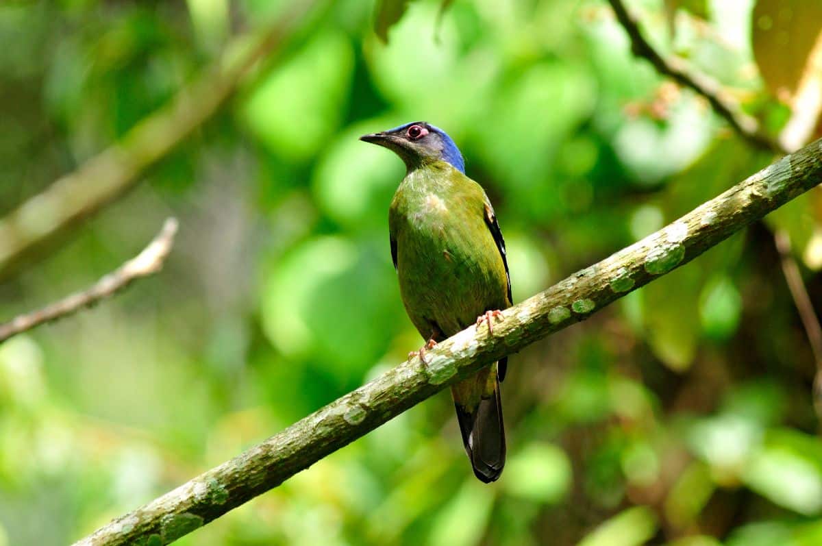 A beautiful Cochoa perched on a branch.