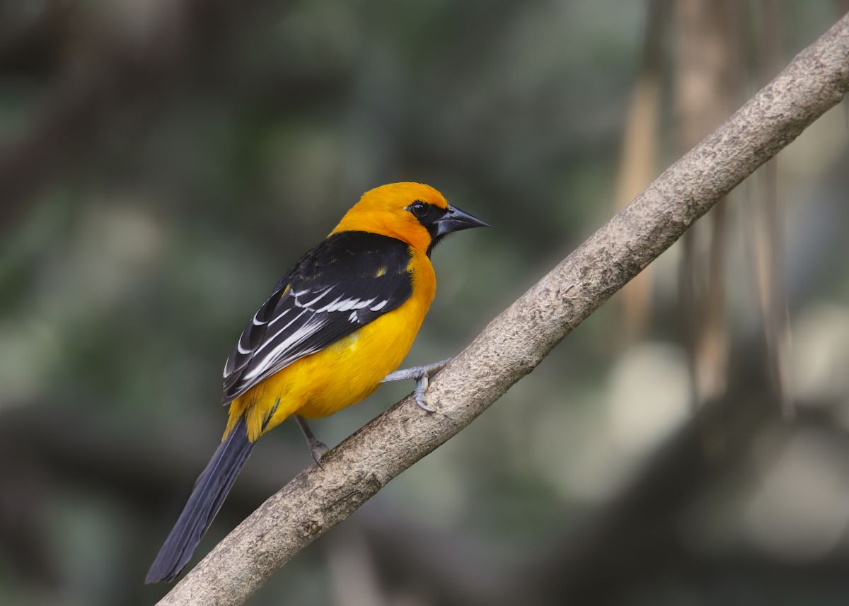 A beautiful Altamira Oriole perching on a branch.